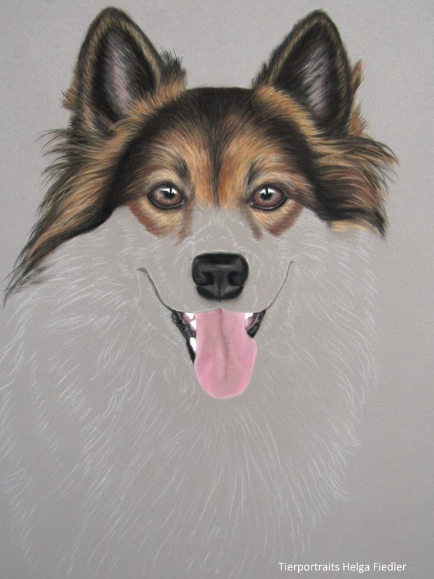 Regenbogenhund Darrcy Tierportrait by Helga Fiedler