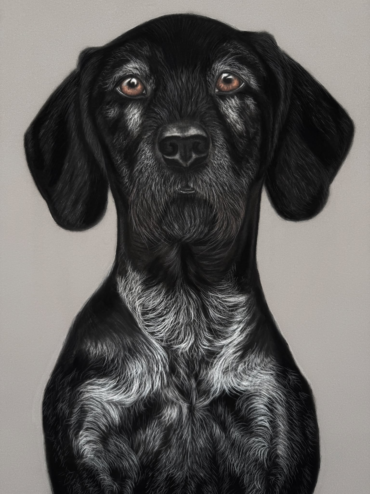 Baxter | Kohlezeichnung 6/26 Hugo | August 2026