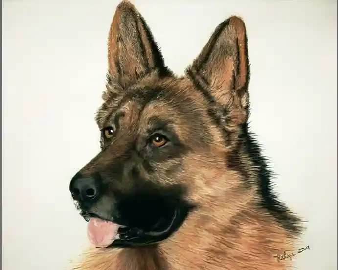 Schäferhund und Malinois und Husky
