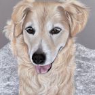 Josy | März 2026 Josy | März 2026