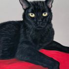 Kater Felix | Juli 2025